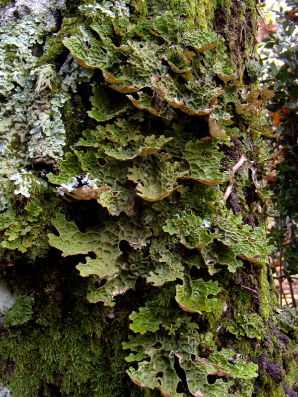 Lobaria pulmonata